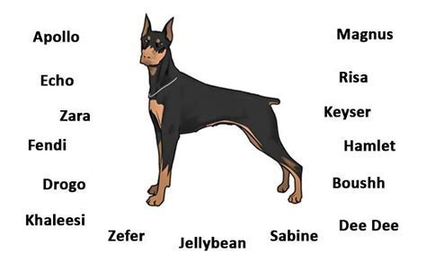 female doberman names